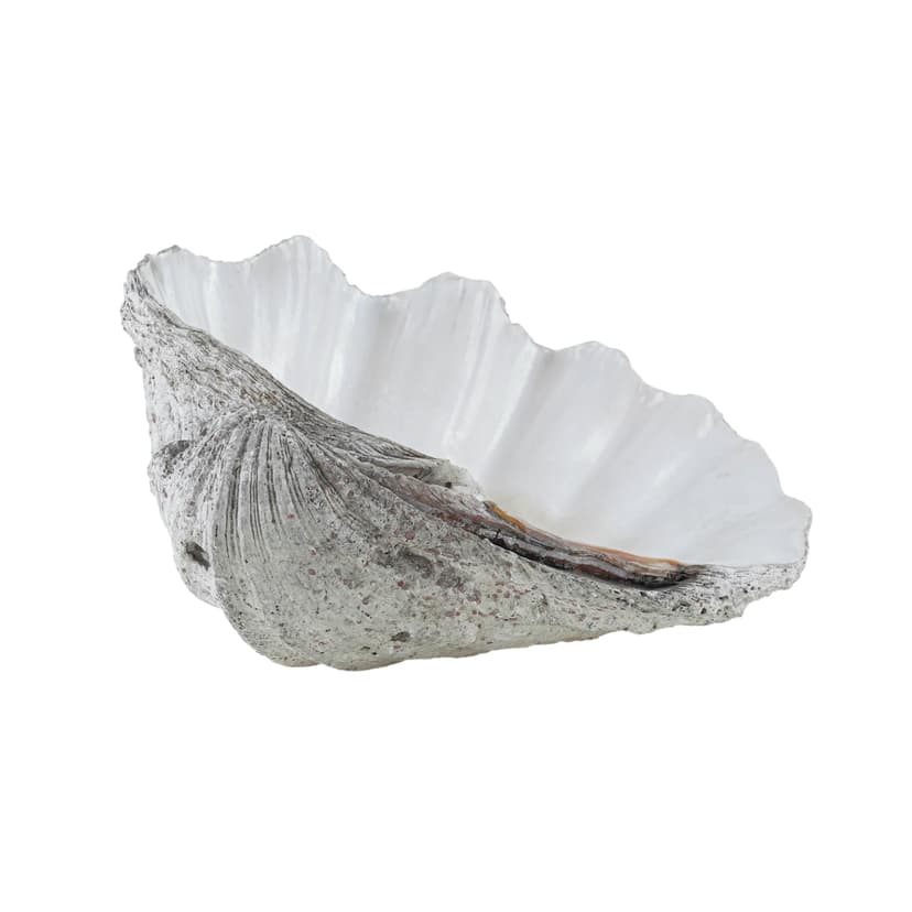 Decorative Tridacna Shell, Grey, Italy, 1980s.
