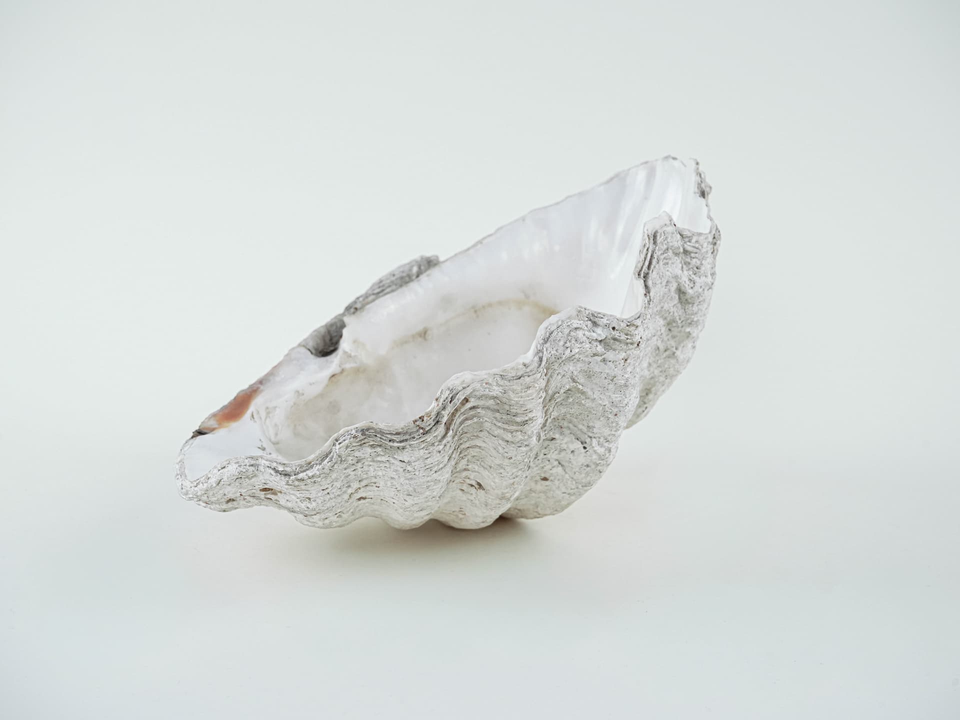 Decorative Tridacna Shell, Grey, Italy, 1980s. - 195463