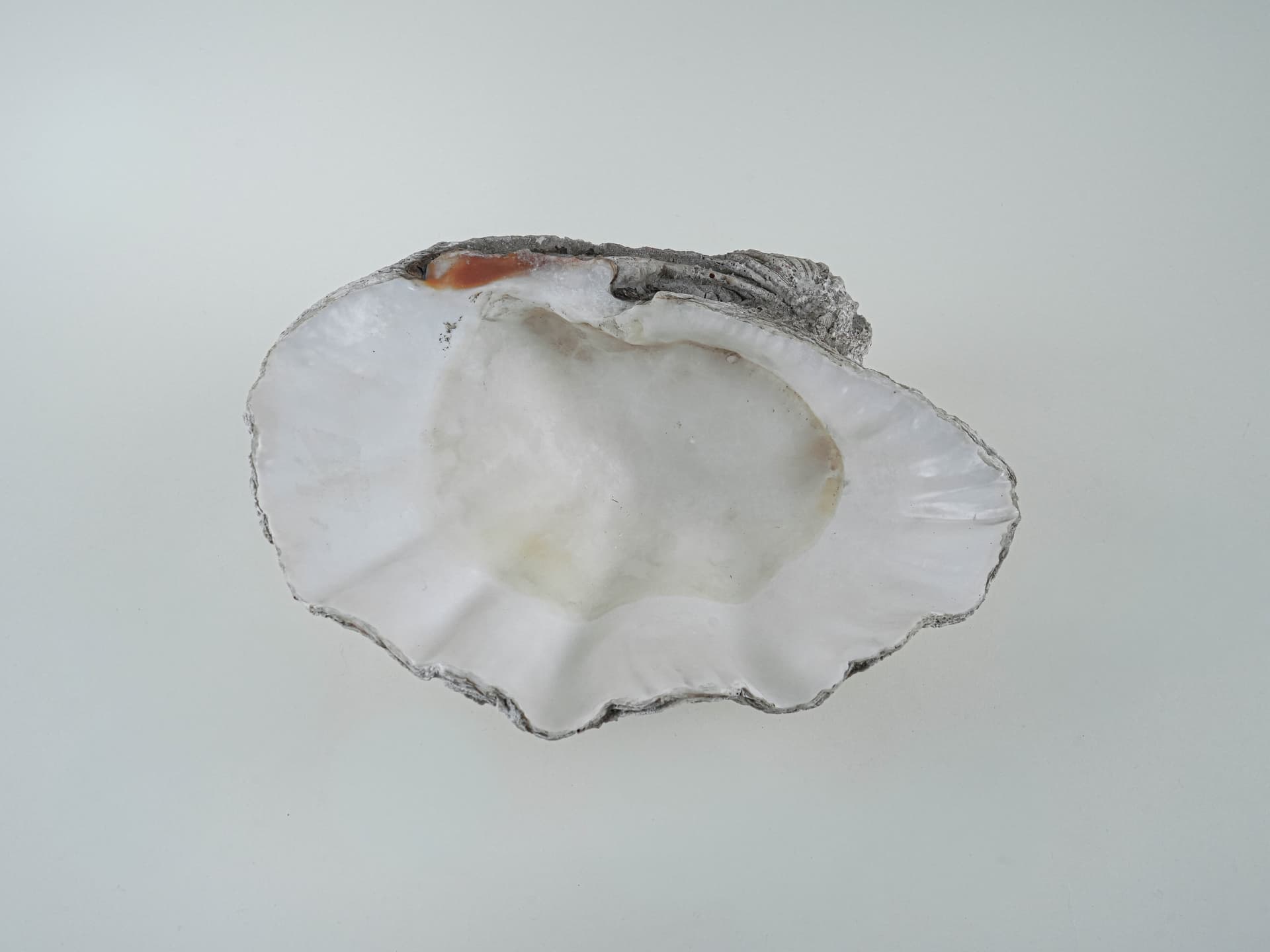 Decorative Tridacna Shell, Grey, Italy, 1980s. - 195466