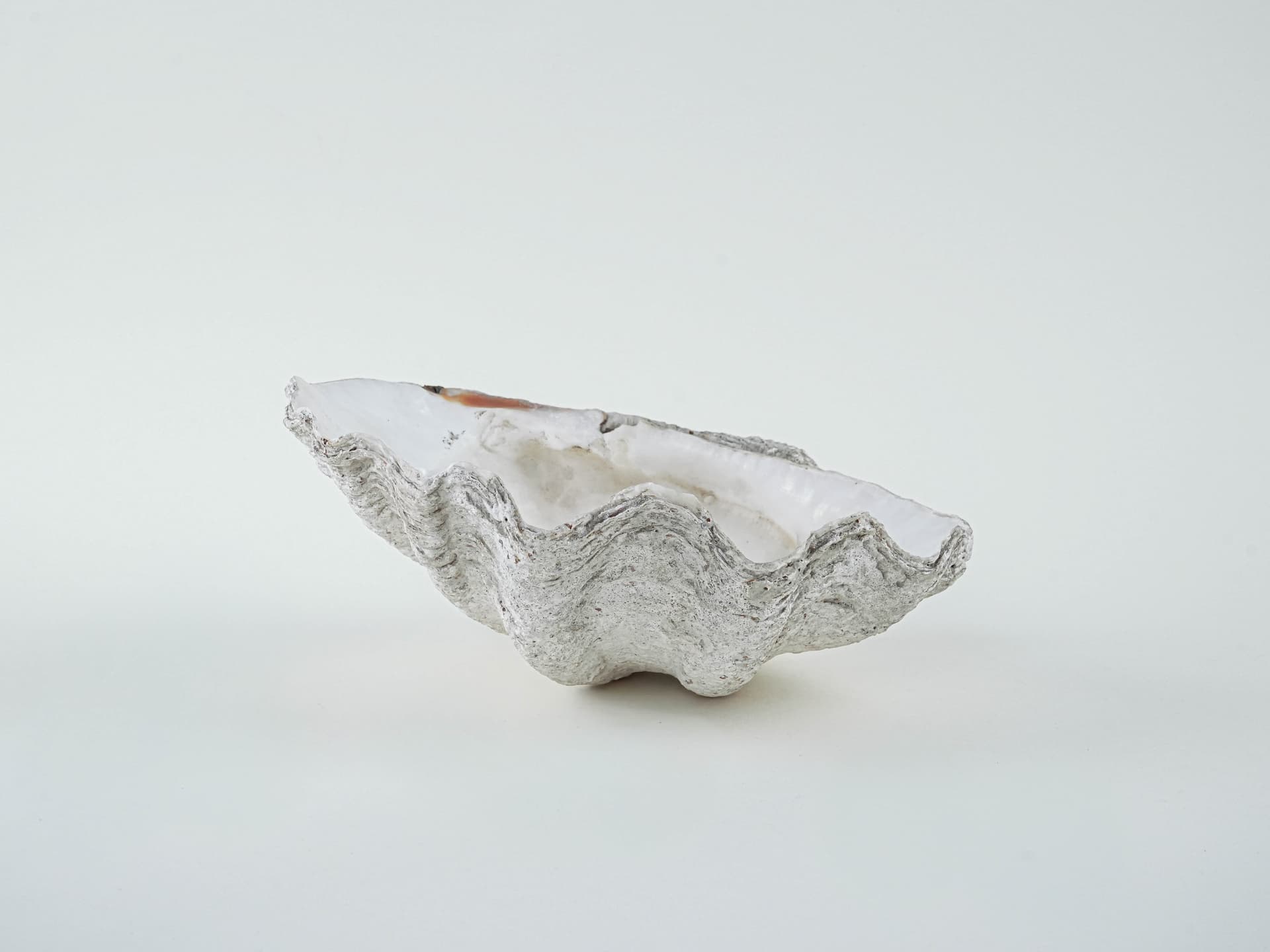 Decorative Tridacna Shell, Grey, Italy, 1980s. - 195462