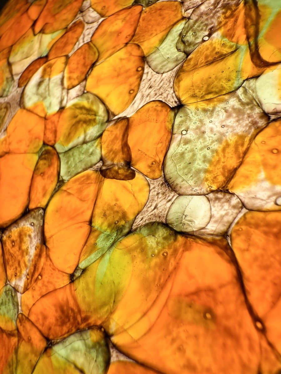 Lampa stołowa Mushroom, pomarańczowy, szkło, mosiądz, Peill & Putzler, Niemcy, lata 70. - 276653