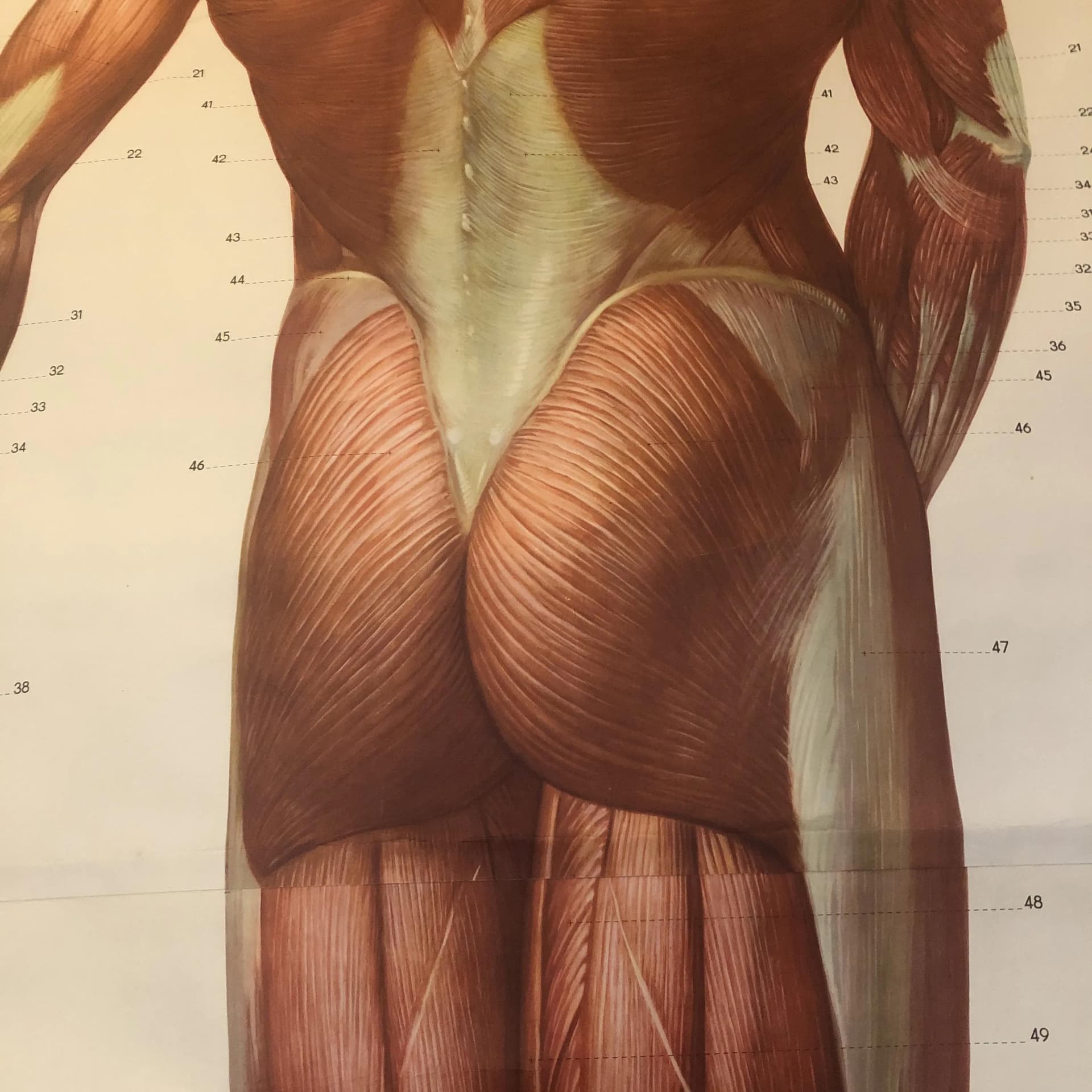 Kolorowa tablica edukacyjna układ mięśniowy, Niemcy, lata 70. - 20246