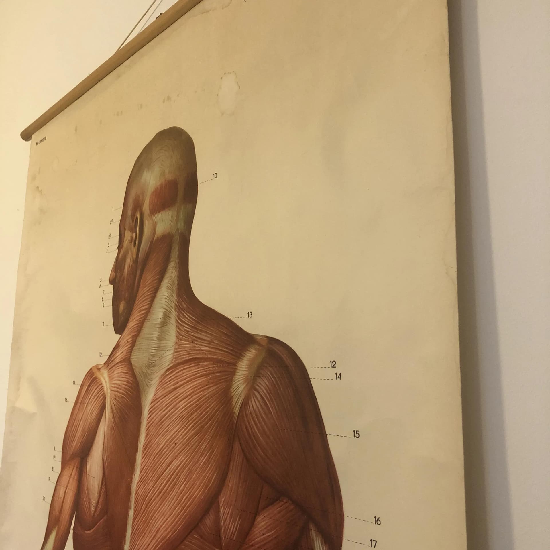 Kolorowa tablica edukacyjna układ mięśniowy, Niemcy, lata 70. - 20242