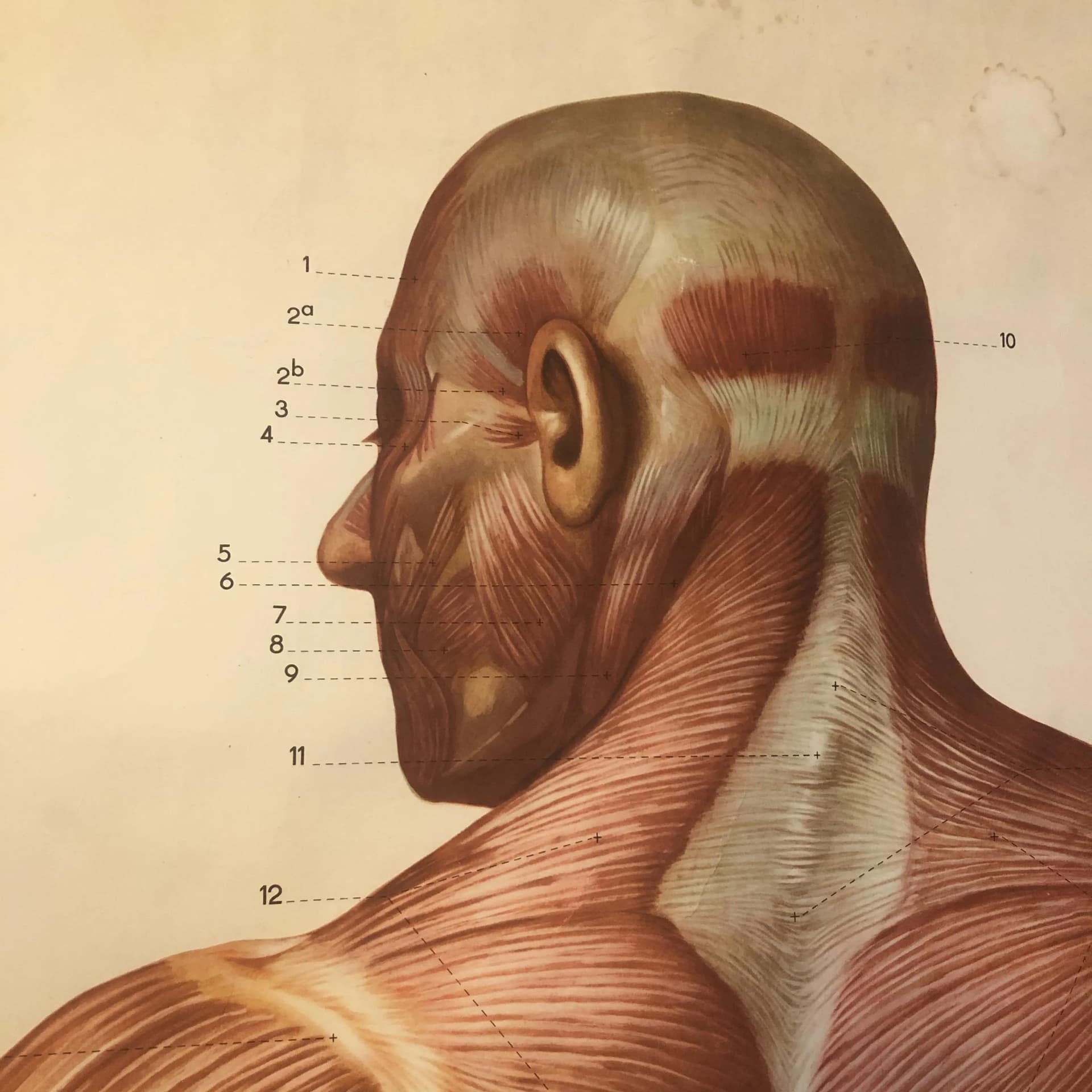 Kolorowa tablica edukacyjna układ mięśniowy, Niemcy, lata 70. - 20247