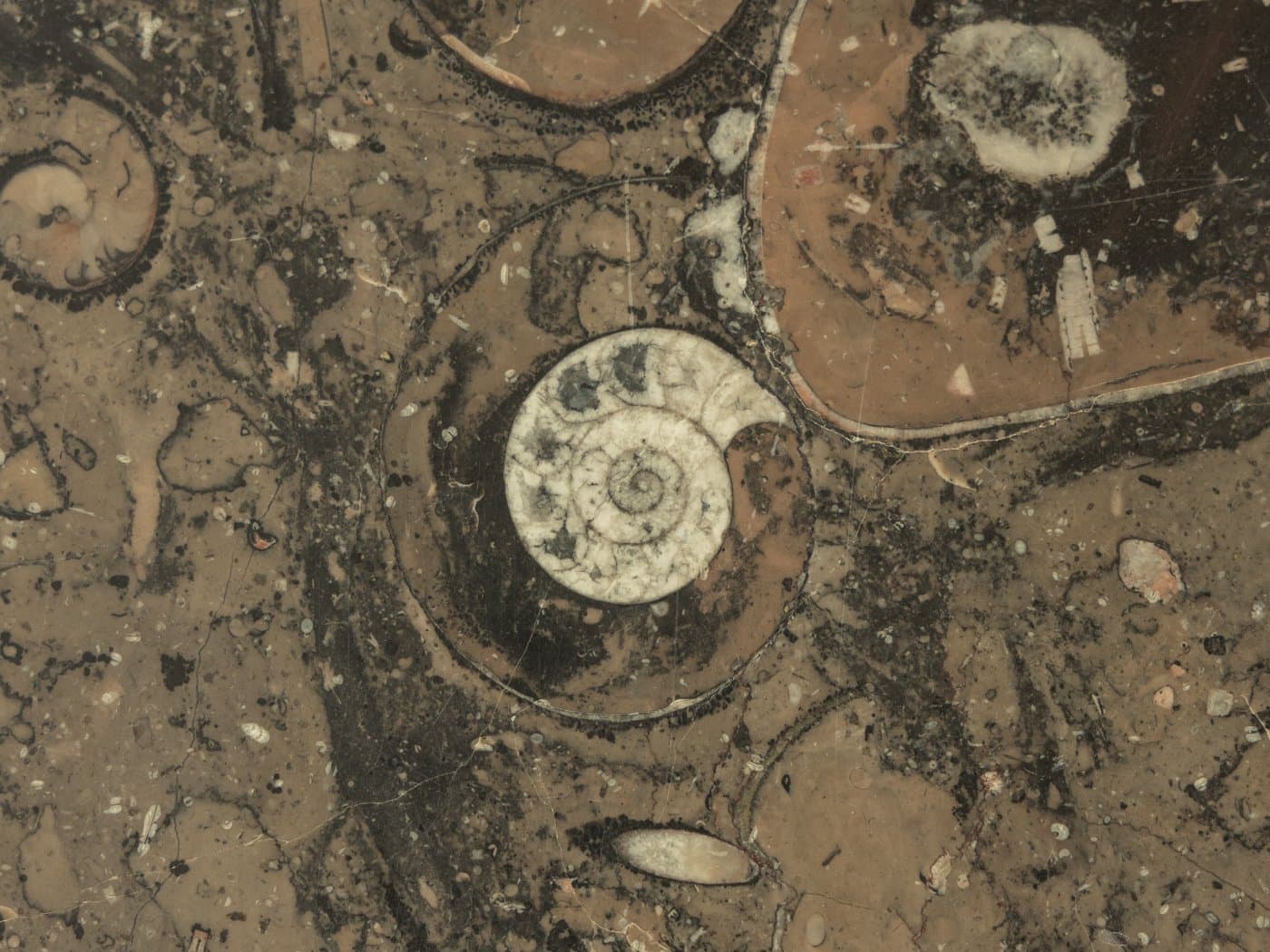 Stolik kawowy, granit szary, buk brązowy, Niemcy, lata 60. - 286076