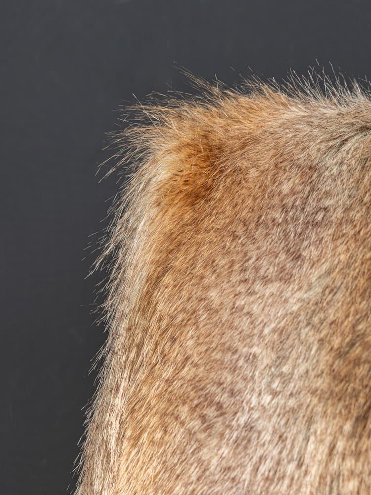 Fotel wypoczynkowy, buk brązowy, tkanina futrzana multikolor, Niemcy, lata 50. - 284530