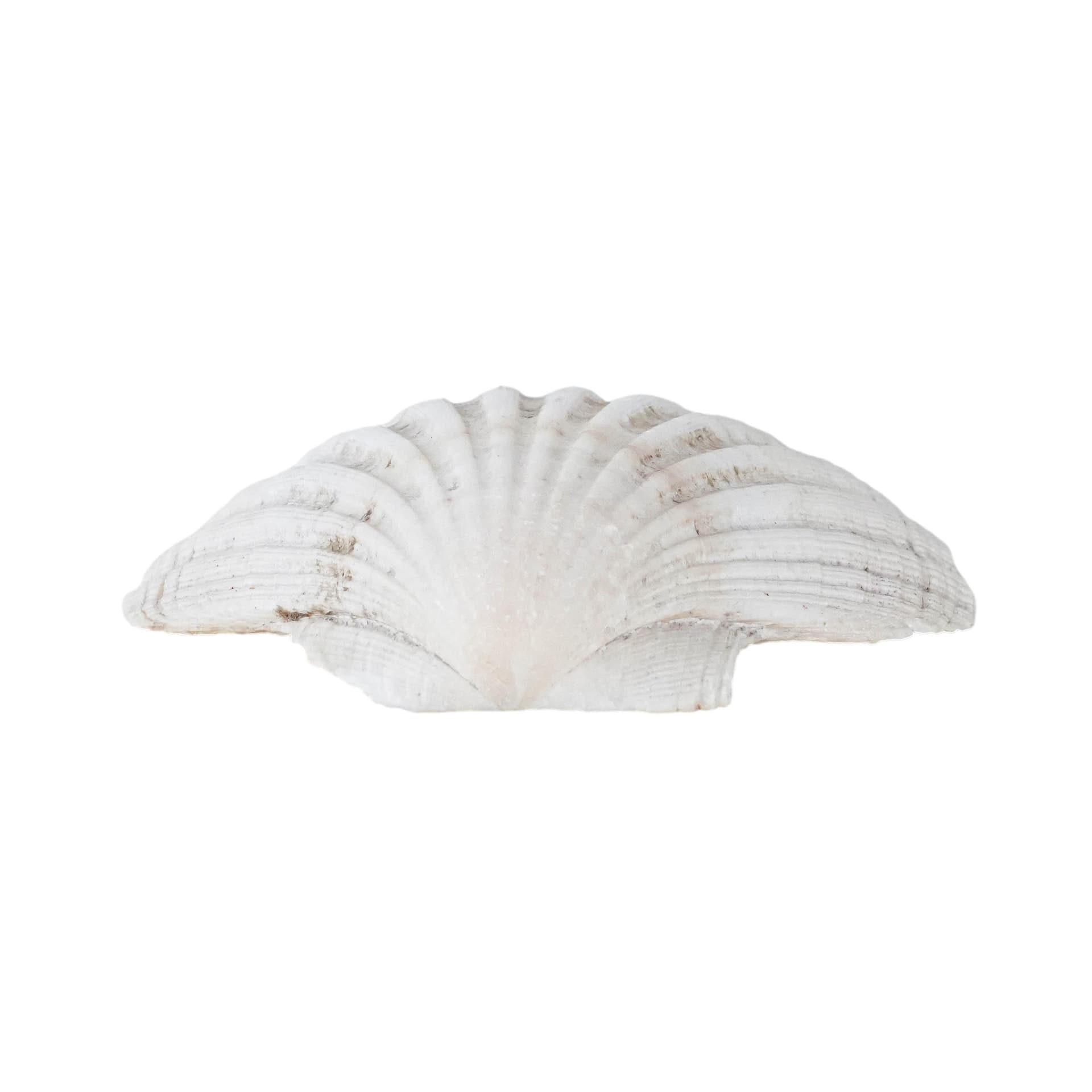 Decorative shell, white cream, natural, Italy, 1980s.
