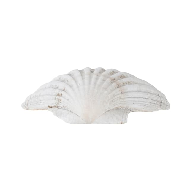 Decorative shell, white cream, natural, Italy, 1980s. - DIMENSION