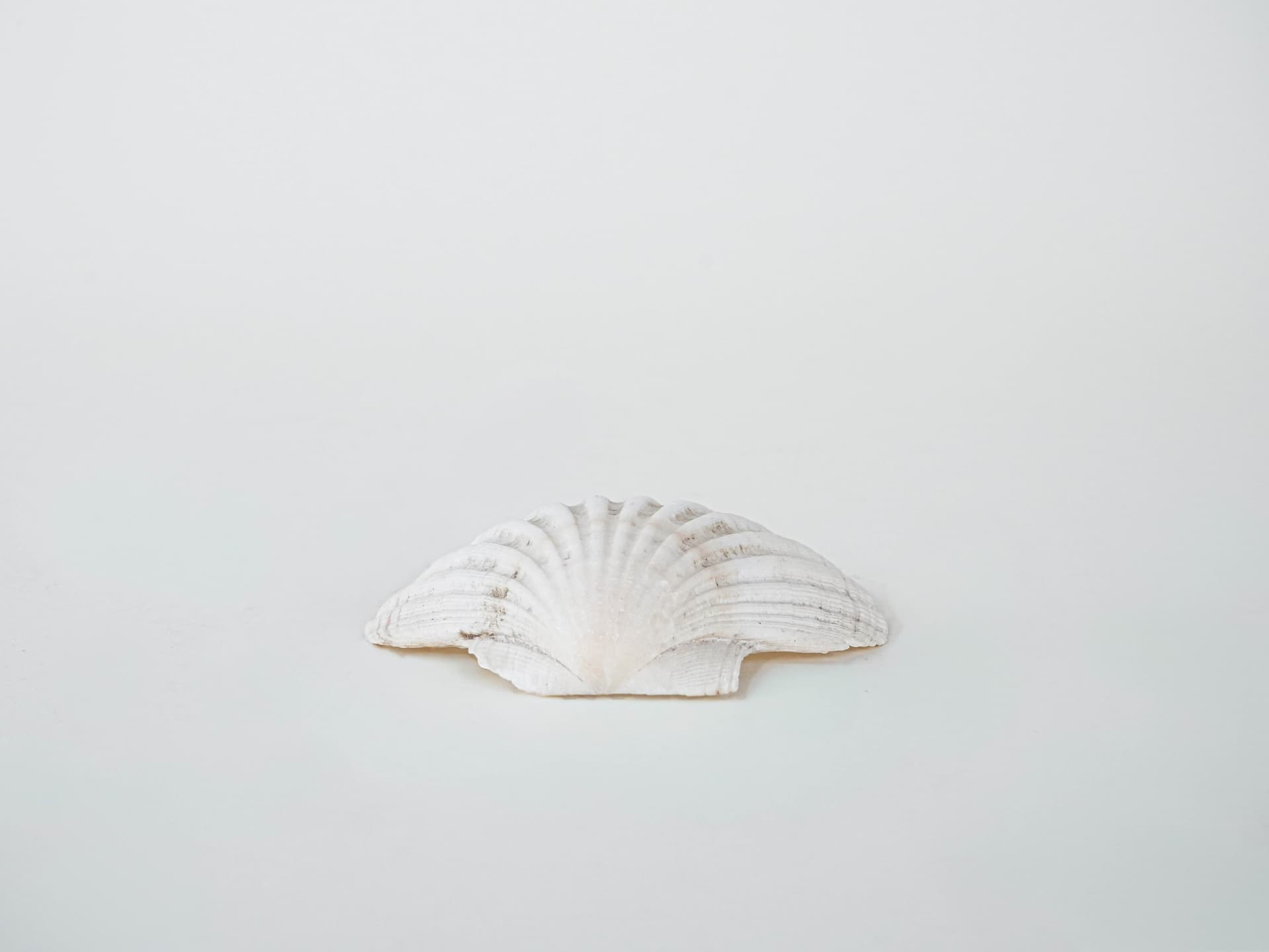 Decorative shell, white cream, natural, Italy, 1980s. - 293141