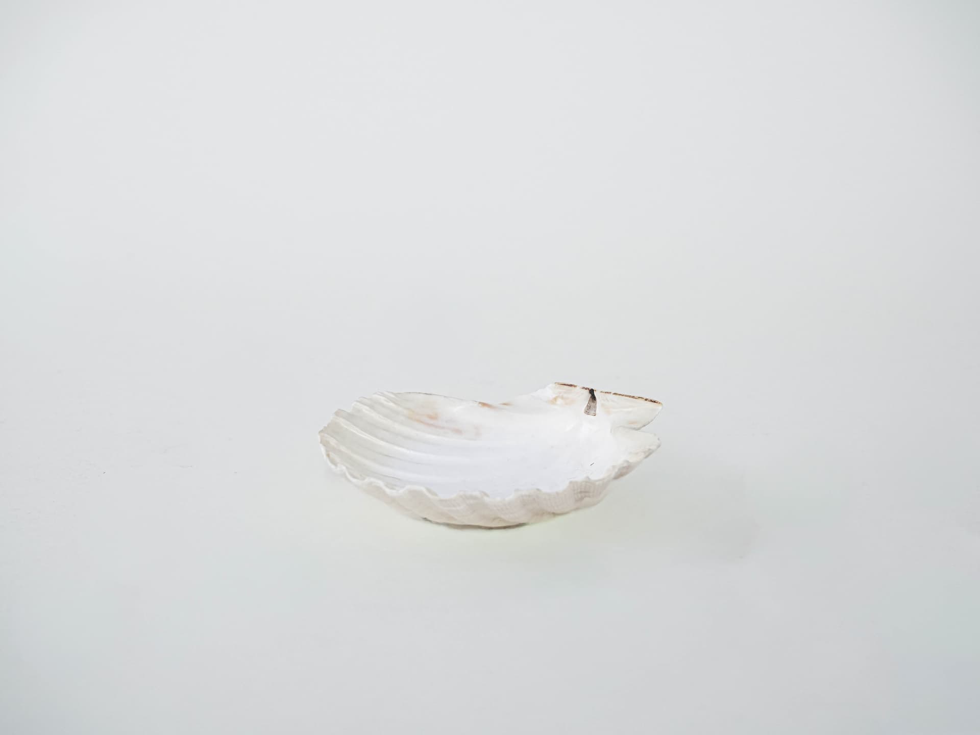 Decorative shell, white cream, natural, Italy, 1980s. - 293140