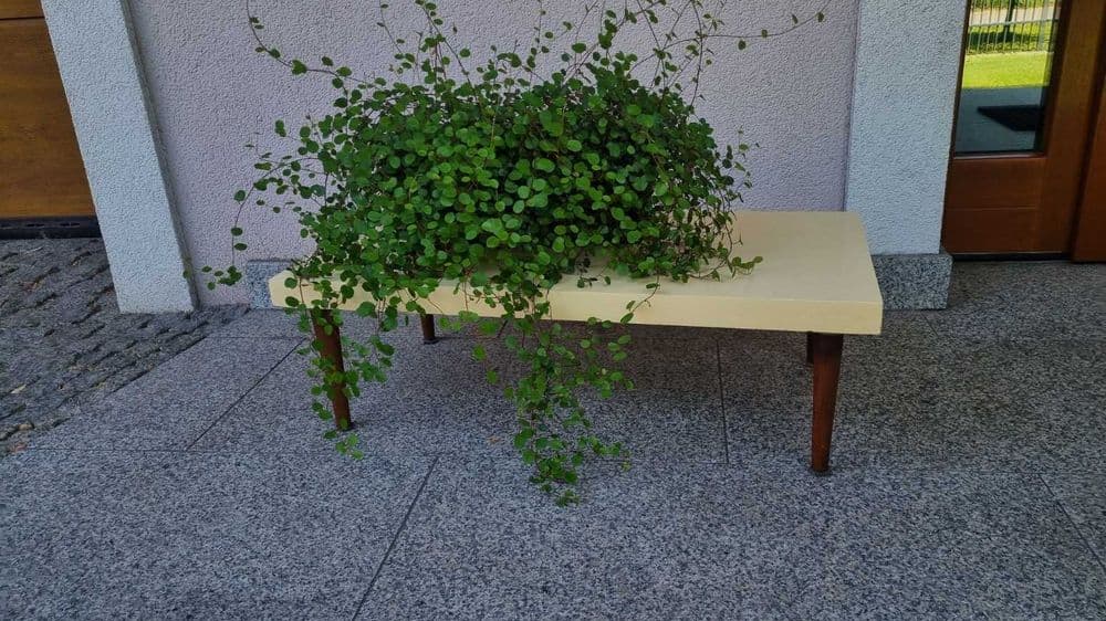 Plant stand bench, yellow, wood, Czechoslovakia, 1970s. - 306788