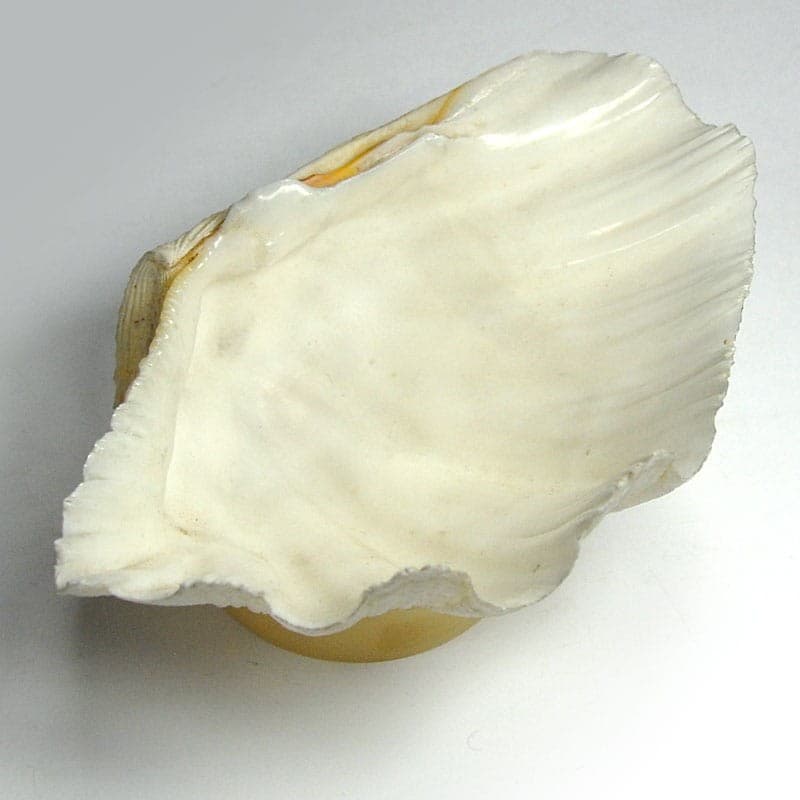 Decorative Sculpture, Natural White Shell, Cream Acrylic, Contemporary, 21st c. - 319897