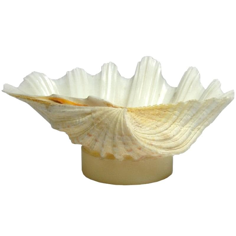 Decorative Sculpture, Natural White Shell, Cream Acrylic, Contemporary, 21st c.