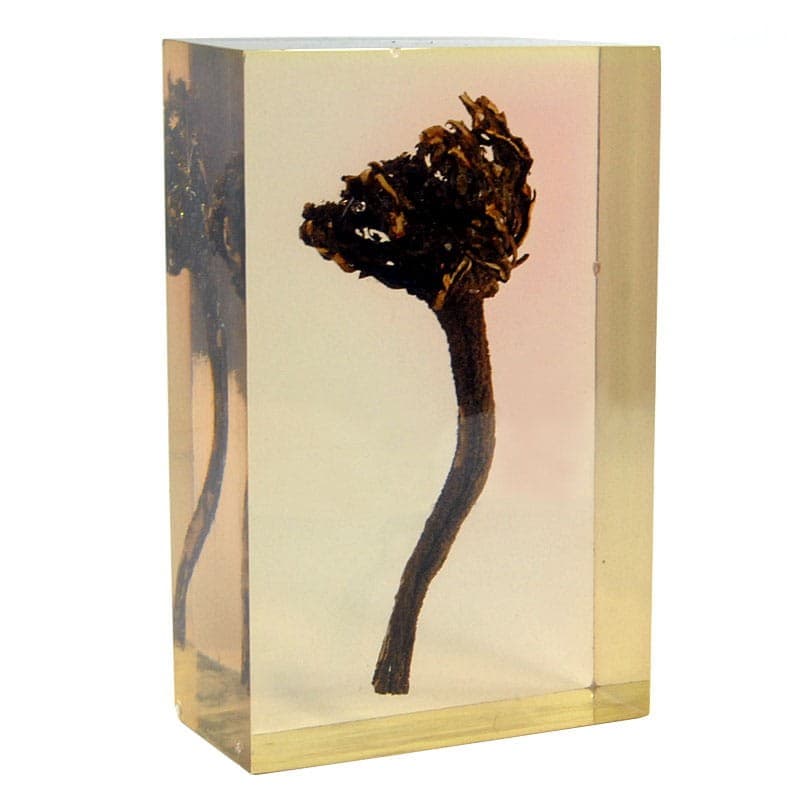 Natural Specimen, transparent yellow acrylic, 1970s.