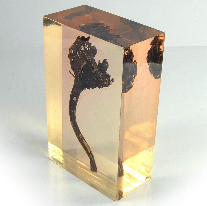 Natural Specimen, transparent yellow acrylic, 1970s. - 320728