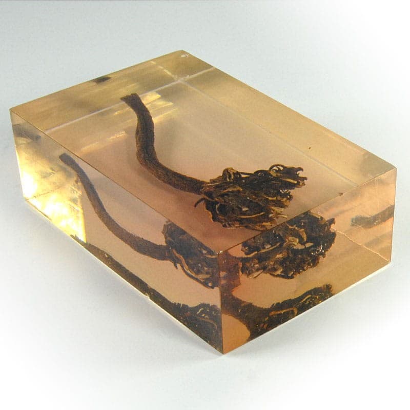 Natural Specimen, transparent yellow acrylic, 1970s. - 320727