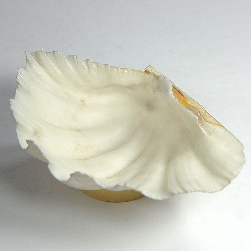 Decorative sculpture, natural shell, cream acrylic, 2000s. - 323680