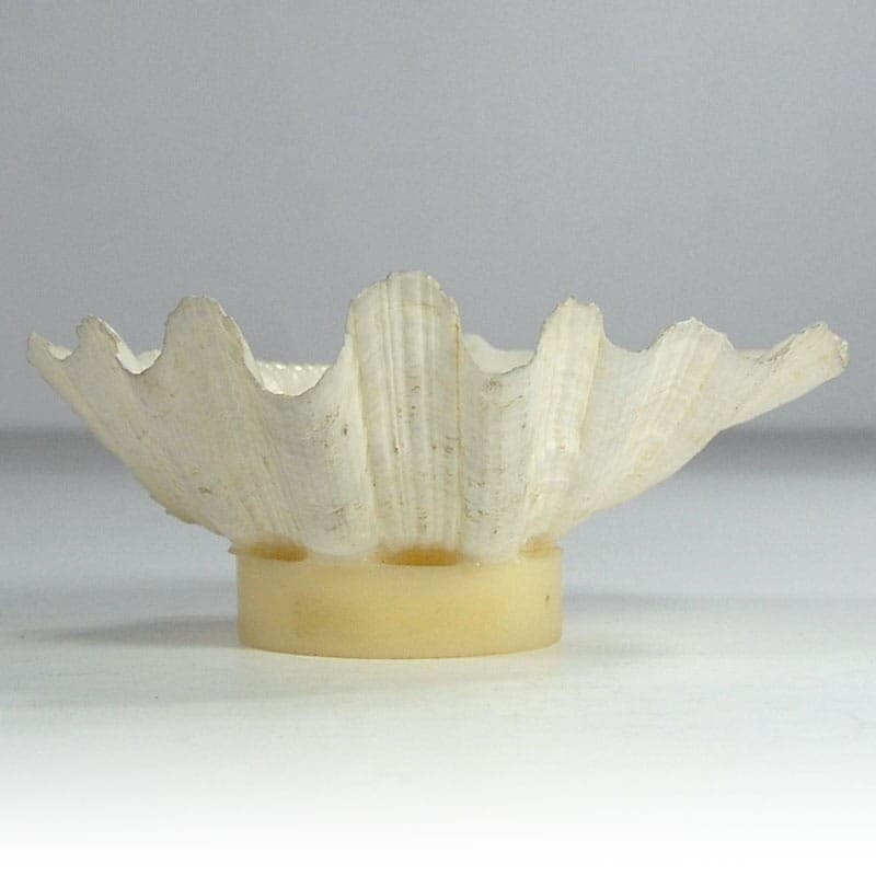 Decorative sculpture, natural shell, cream acrylic, 2000s. - 323677