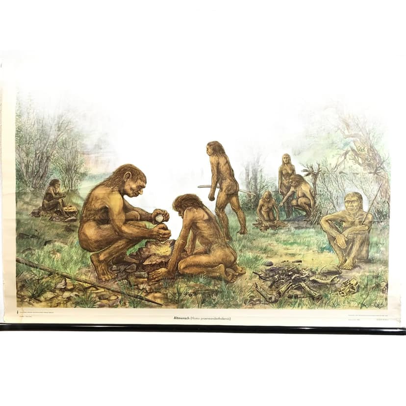 Tablica edukacyjna, Człowiek pierwotny, multikolor, papier, Niemcy, lata 70.
