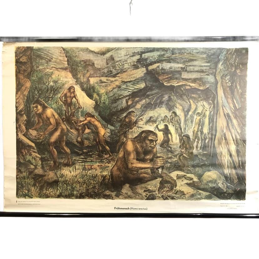 Tablica edukacyjna, Człowiek wyprostowany, multikolor, papier, Niemcy, lata 70., 116x75cm