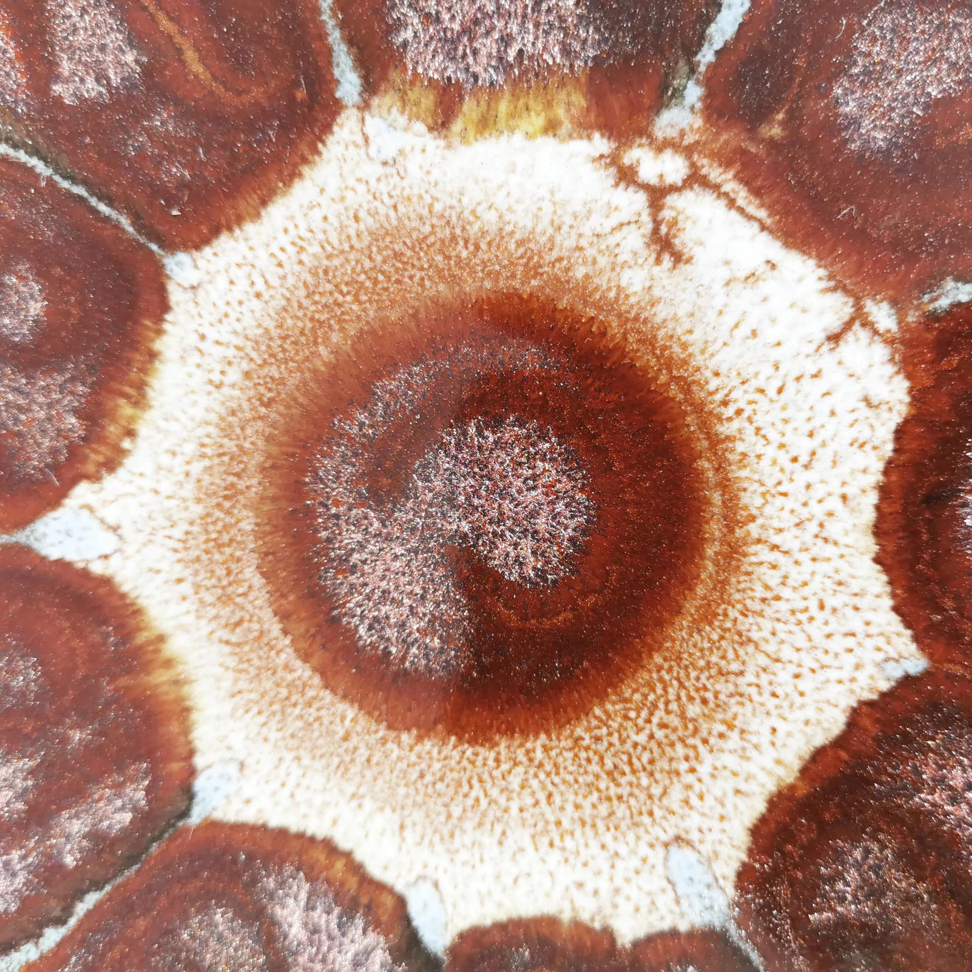 Wall Plate, Łysa Góra, brown, ceramics, Poland, 1960s - 336430