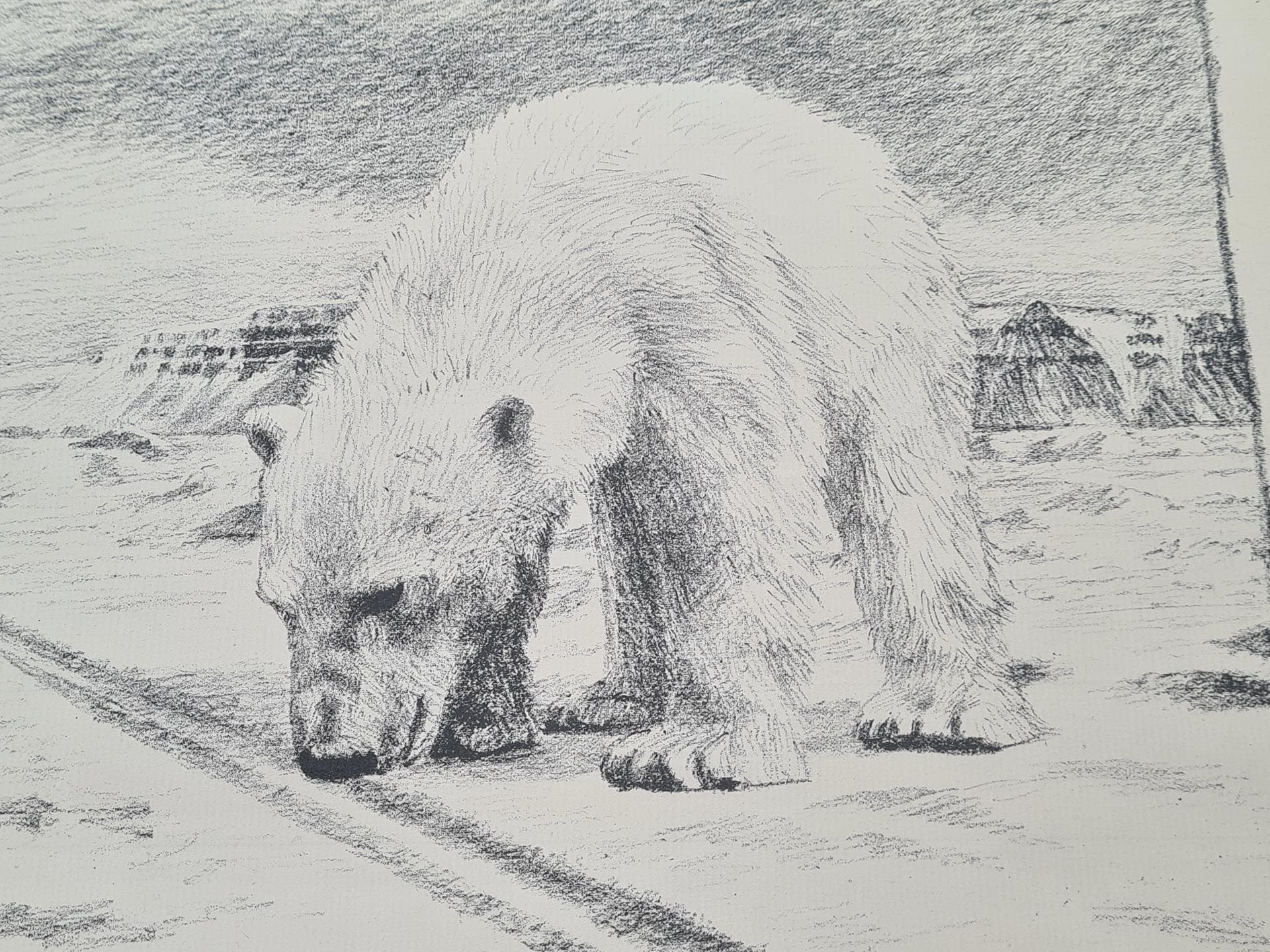Lithograph Polar Bear 50x40 cm, paper, Norway, 1970s. - 357201