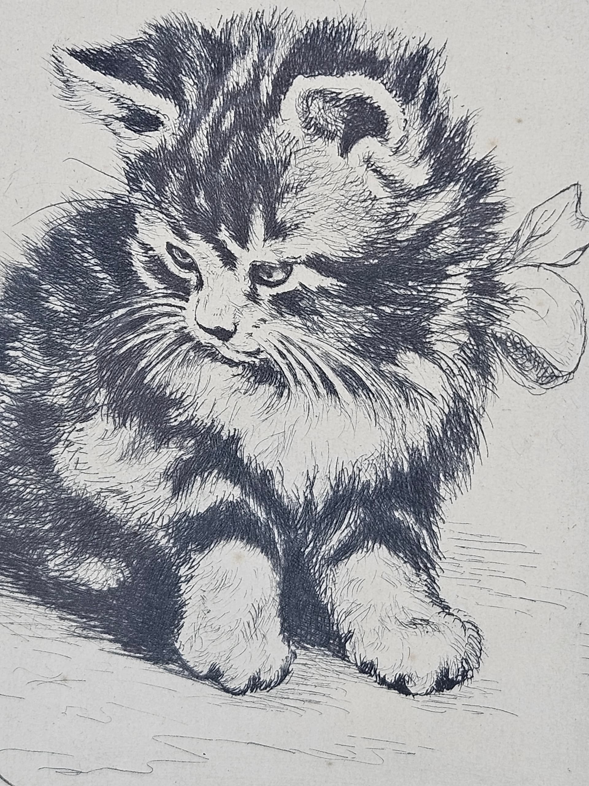 Print Cat, black and white copperplate engraving, paper, frame wood gold, 1950s - 365546