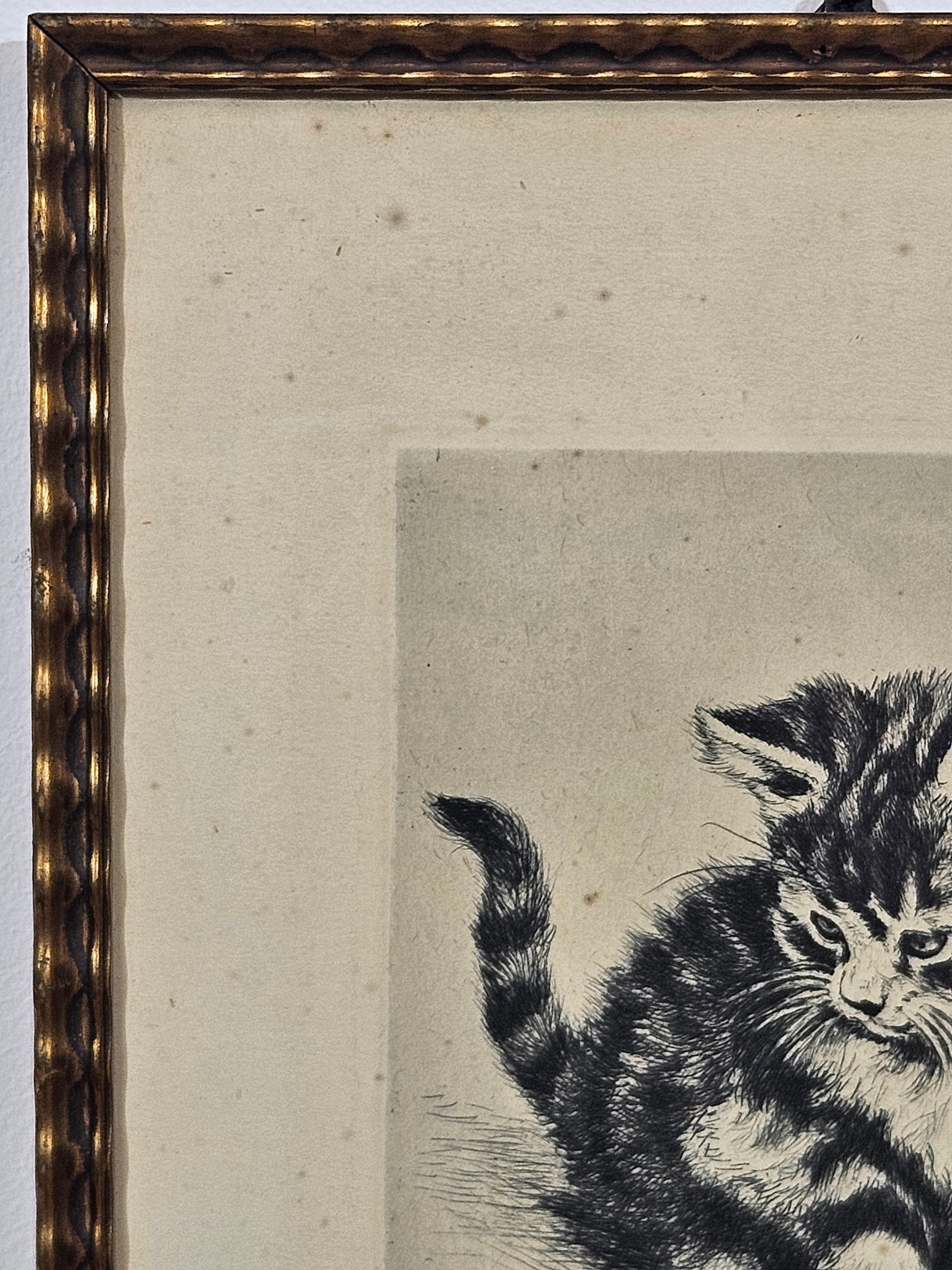 Print Cat, black and white copperplate engraving, paper, frame wood gold, 1950s - 365543
