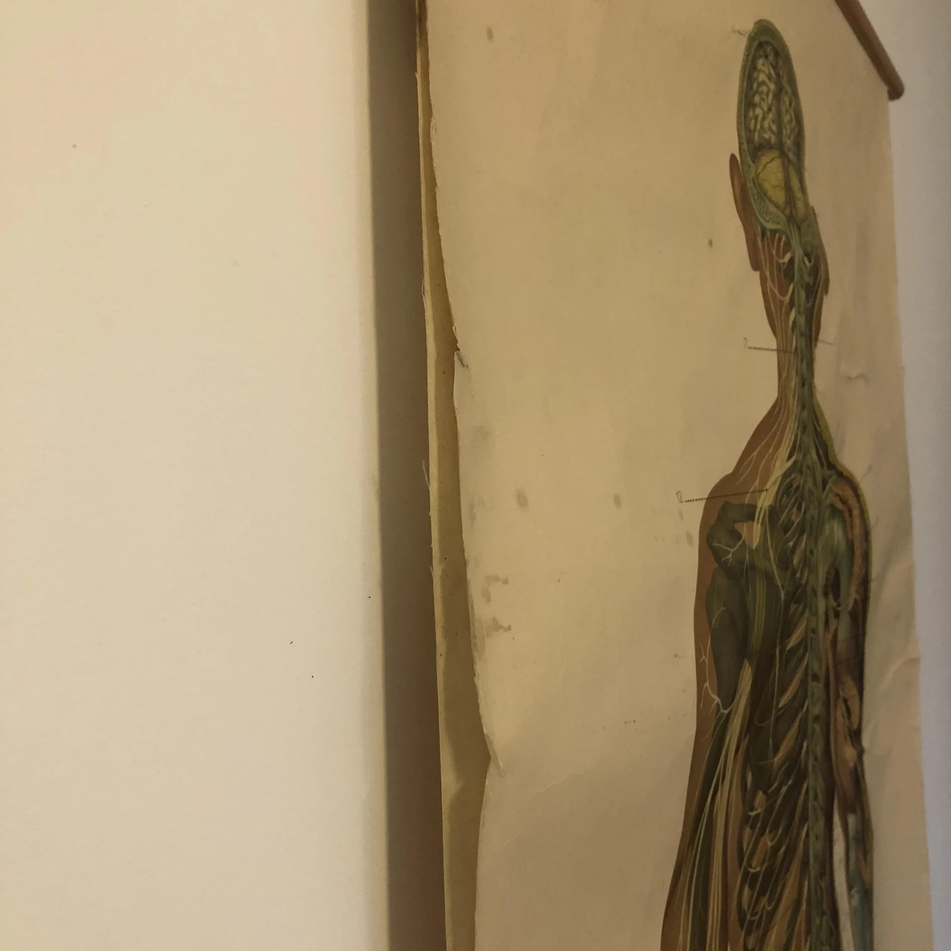 Educational Wall Chart Nervous System, multicolor, paper, Germany, 1970s. - 26754