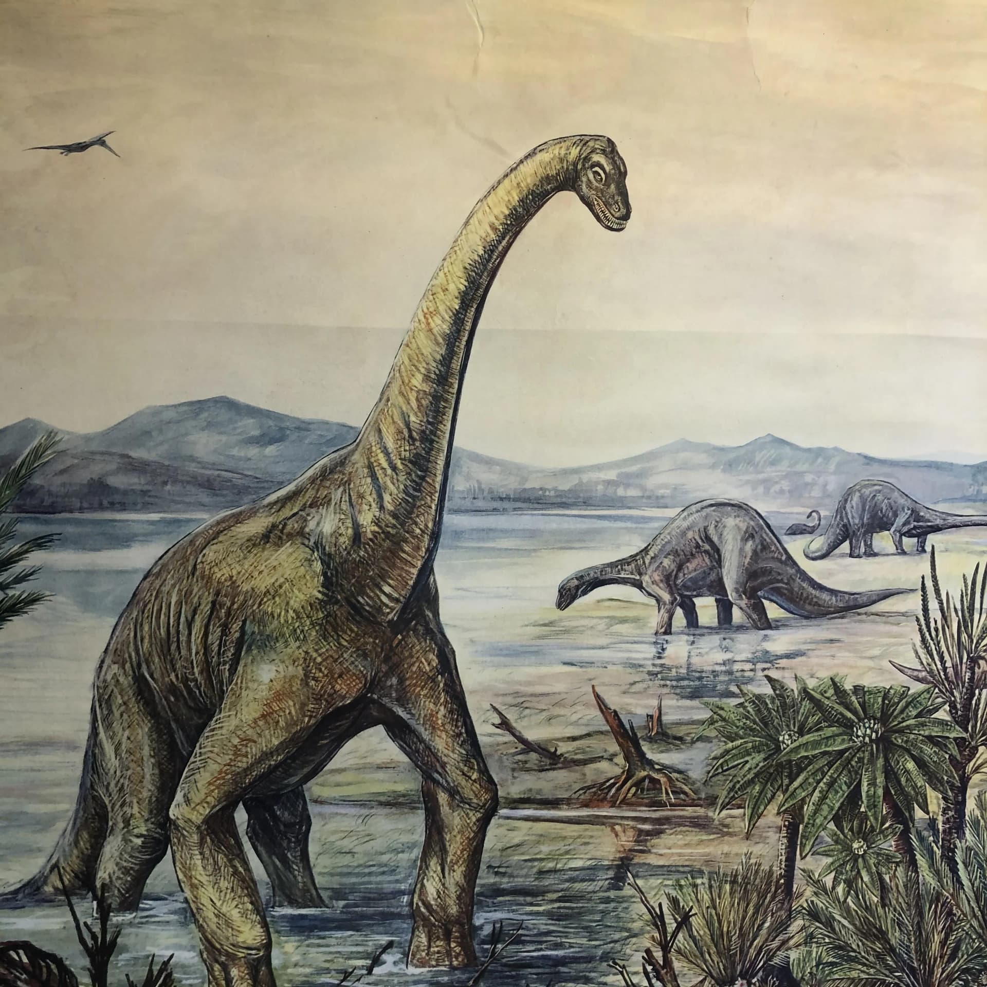 Tablica edukacyjna Okres Kreda, szary, papier, aut. H. Dost, Niemcy, lata 70. - 28119