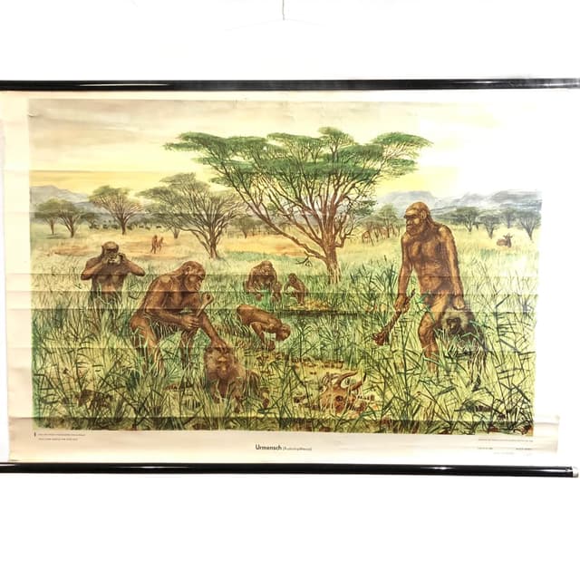 Tablica edukacyjna Człowiek prymitywny, multikolor, papier, proj. H. Dosta, Niemcy, lata 70. - WYMIARY