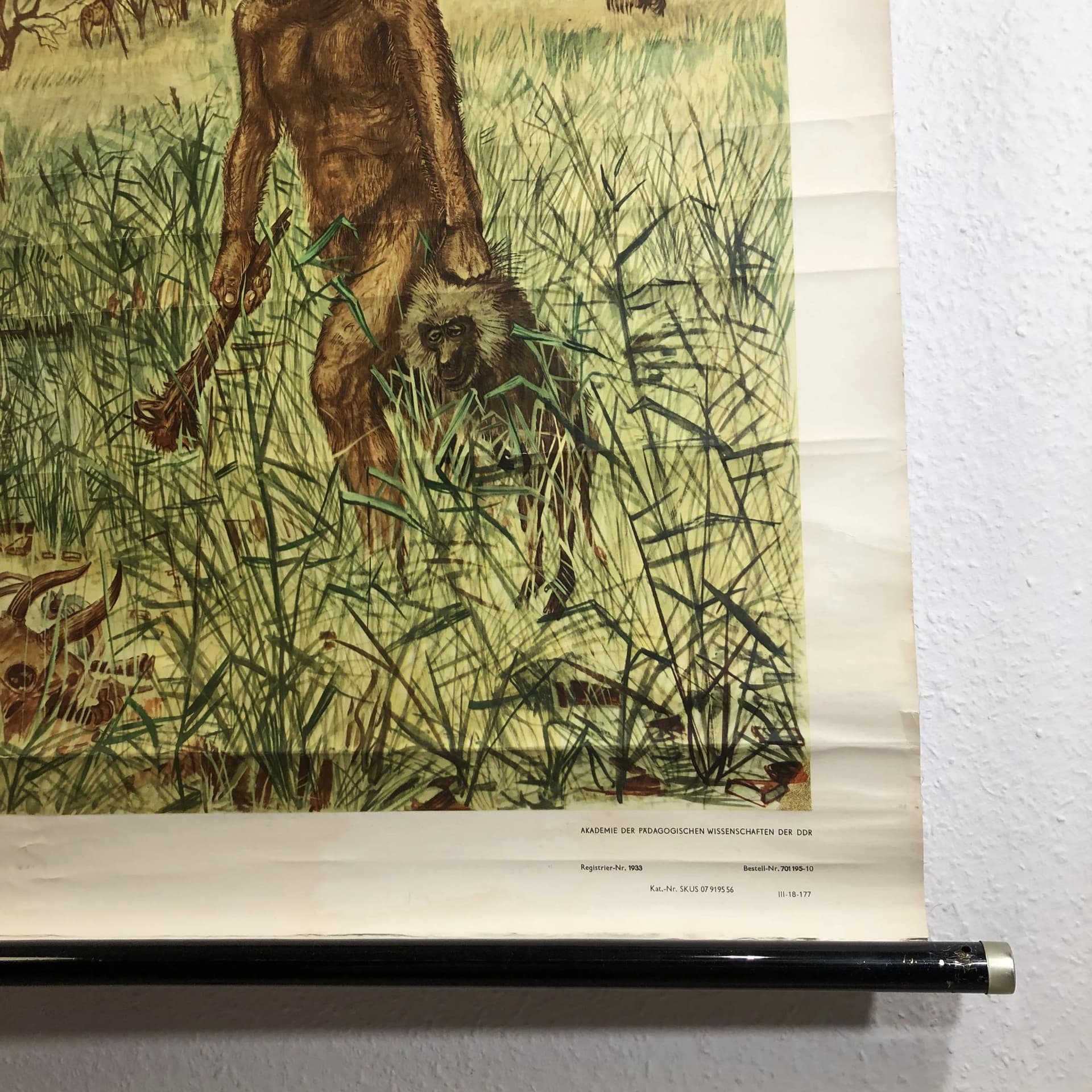 Tablica edukacyjna Człowiek prymitywny, multikolor, papier, proj. H. Dosta, Niemcy, lata 70. - 34614