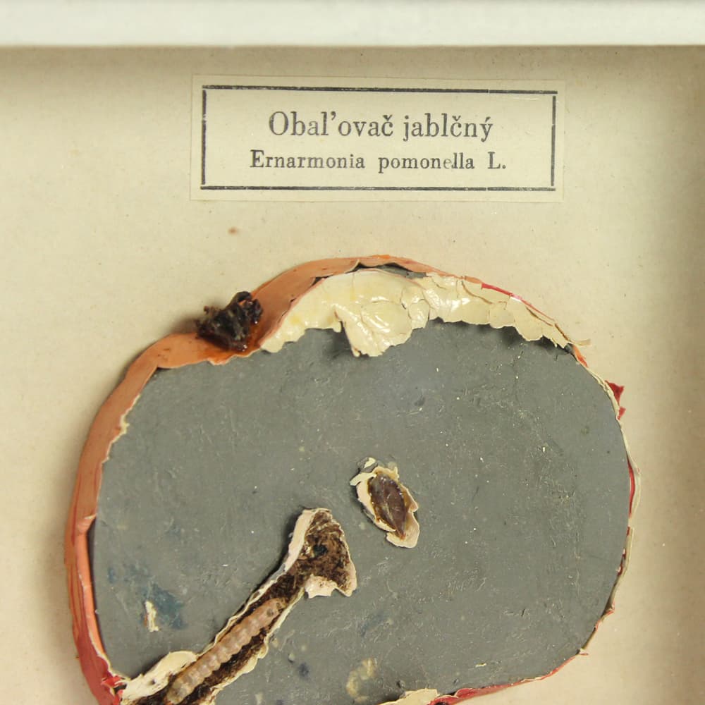 Plansza entomologiczna, modernizm, drewno czarne, Czechosłowacja, lata 60. - 91241