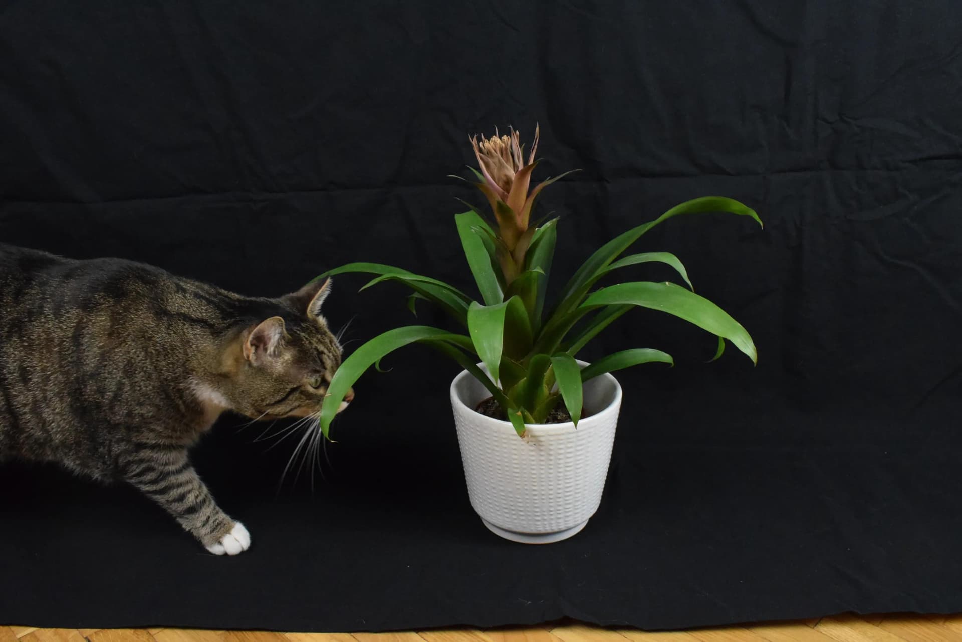 Flower pot cover, white ceramic, Poland, 1970s. - 84507