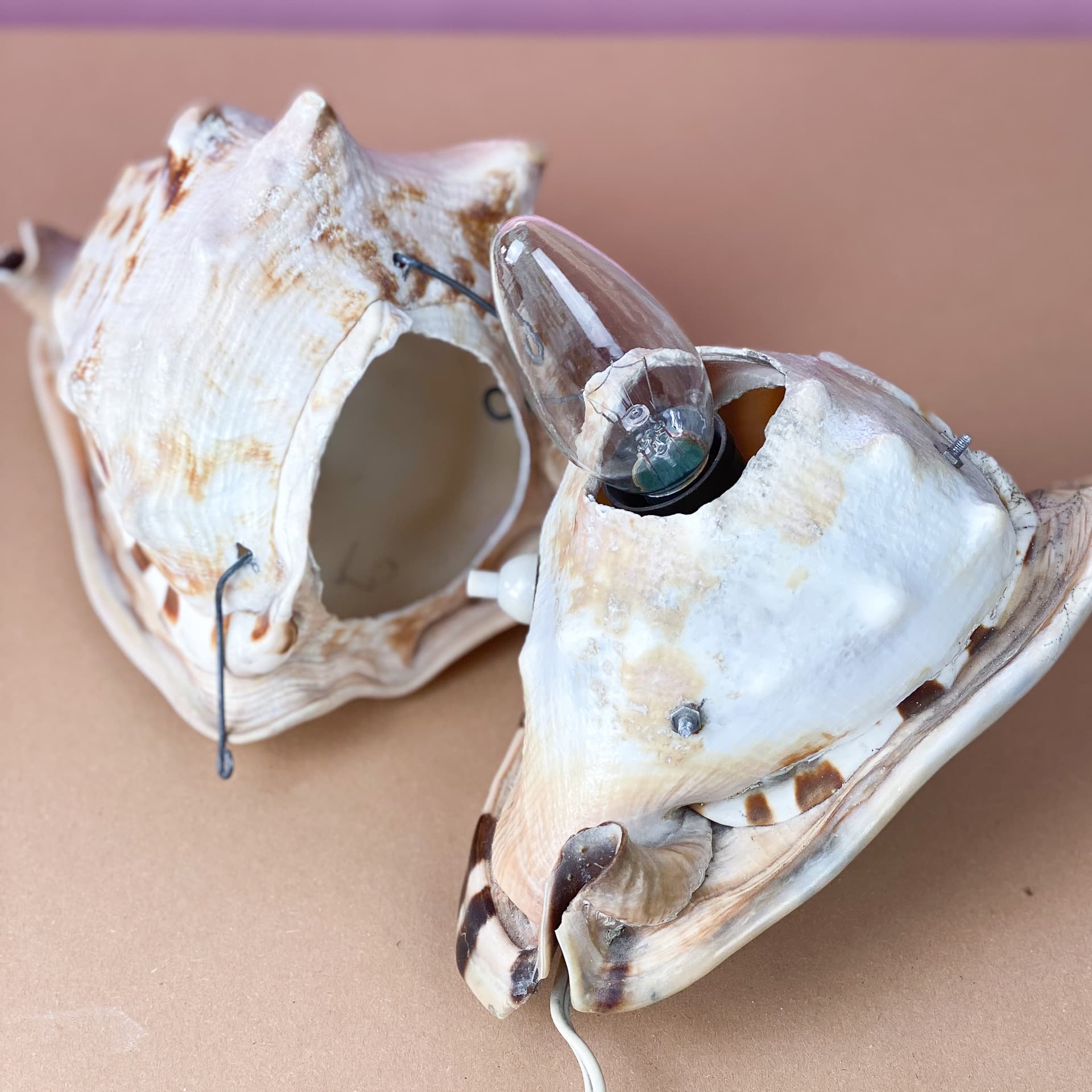 Lampka stołowa Queen Conch, kość słoniowa, muszla, lata 60. - 98917