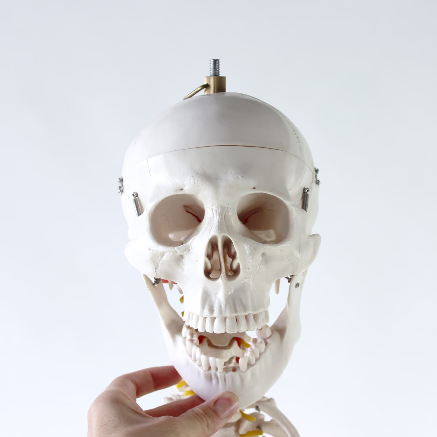 Wolnostojący model anatomiczny ludzkiego szkieletu, Czechosłowacja, lata 80. - 123820