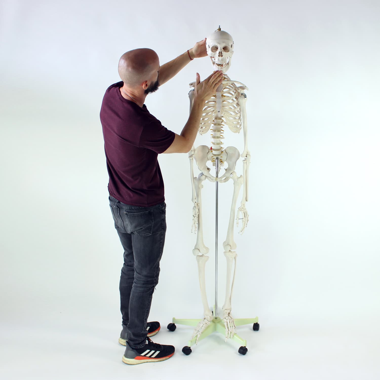 Wolnostojący model anatomiczny ludzkiego szkieletu, Czechosłowacja, lata 80. - 123826