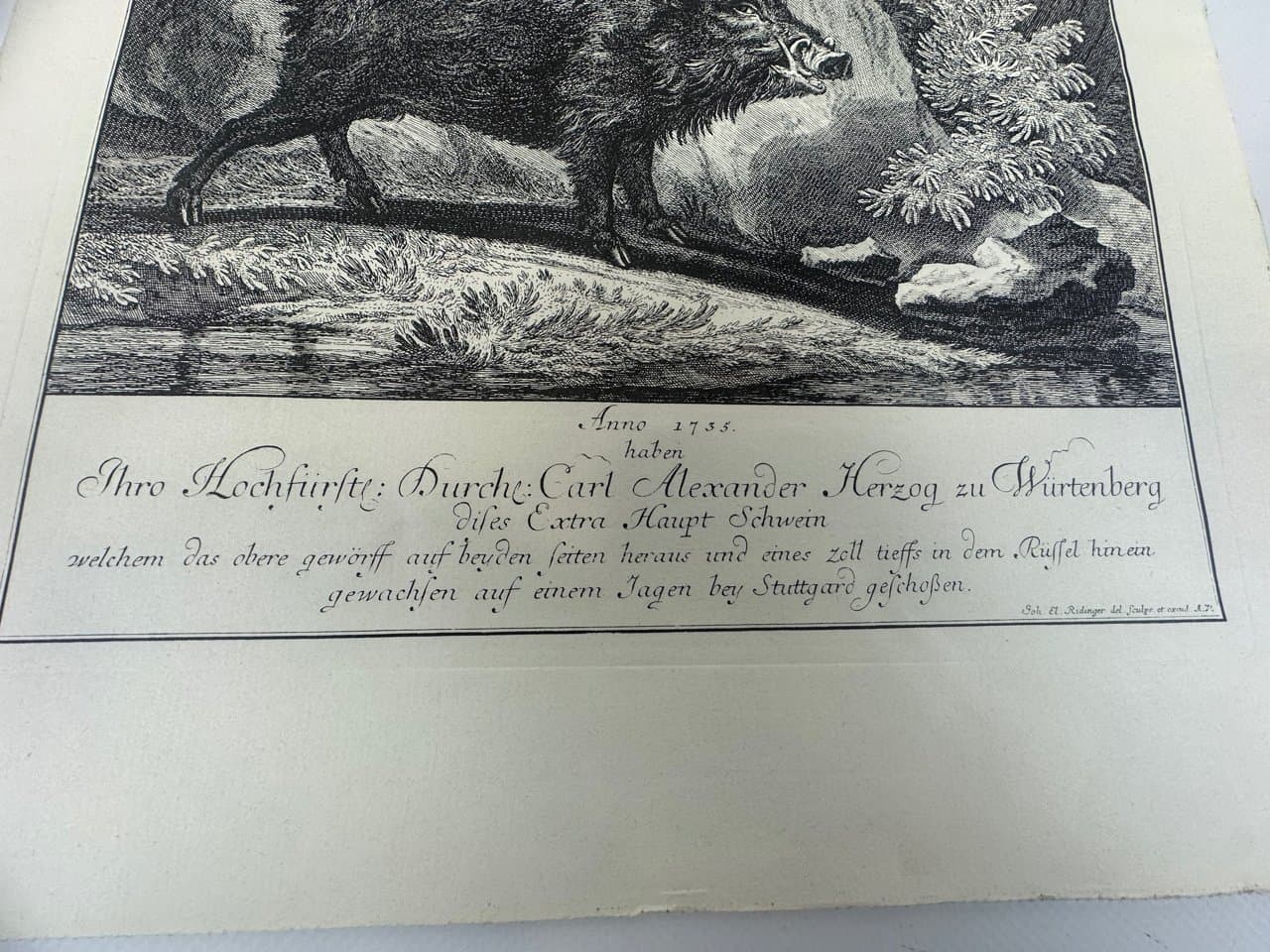 Etching Wild Boar, black and white, by J.E. Ridinger, Germany, 18th c. - 150705