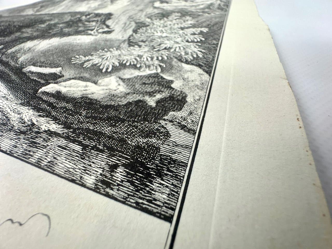 Etching Wild Boar, black and white, by J.E. Ridinger, Germany, 18th c. - 150701