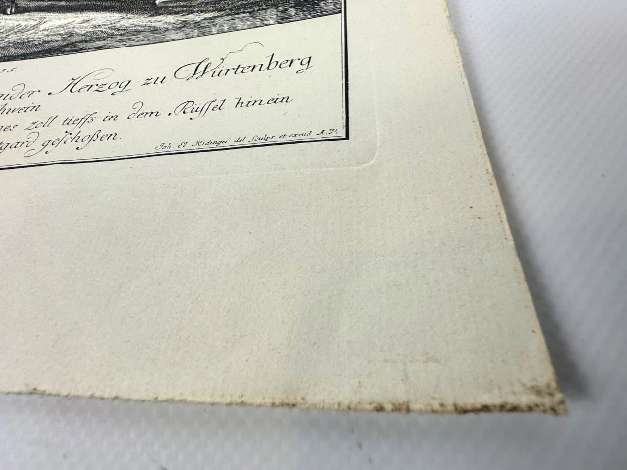 Etching Wild Boar, black and white, by J.E. Ridinger, Germany, 18th c. - 150702