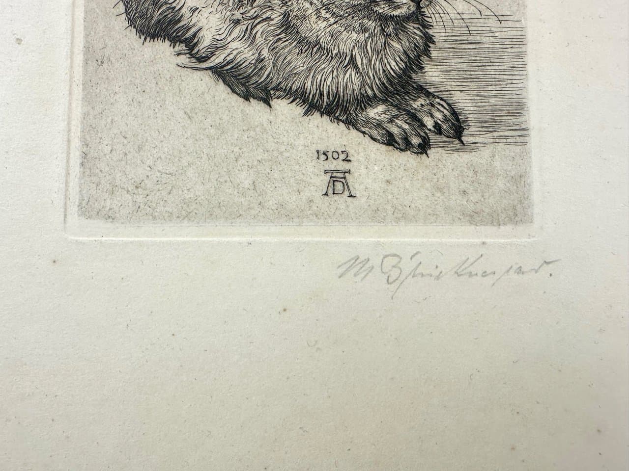 Print Young Hare, after A. Dürer, black, Germany, 19th c. - 151387