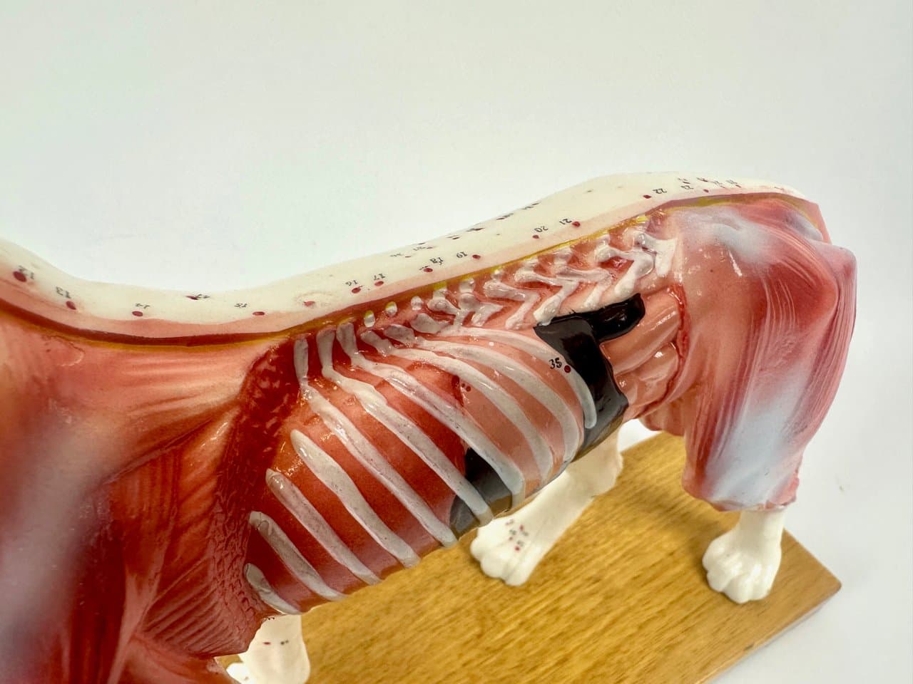Didactic Dog Figurine, multicolor vinyl, 1960s - 151548