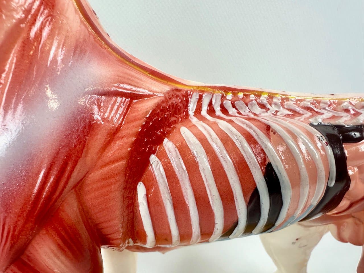 Didactic Dog Figurine, multicolor vinyl, 1960s - 151544