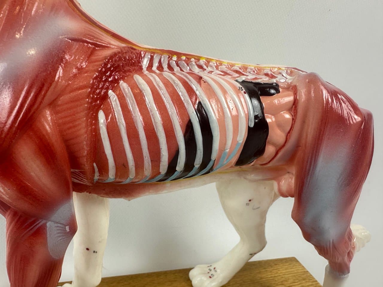 Didactic Dog Figurine, multicolor vinyl, 1960s - 151541