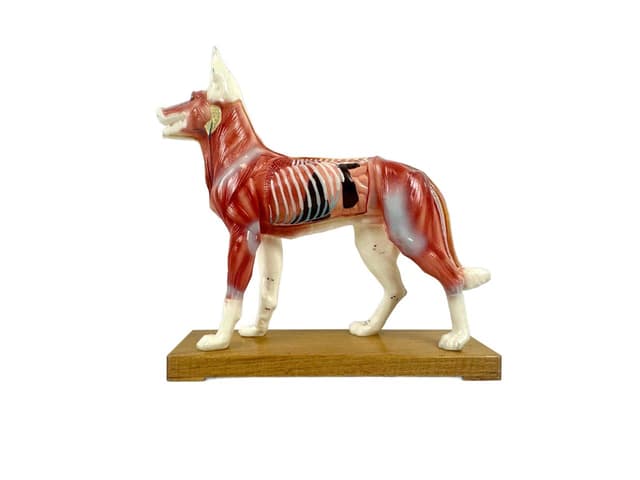 Didactic Dog Figurine, multicolor vinyl, 1960s - DIMENSION