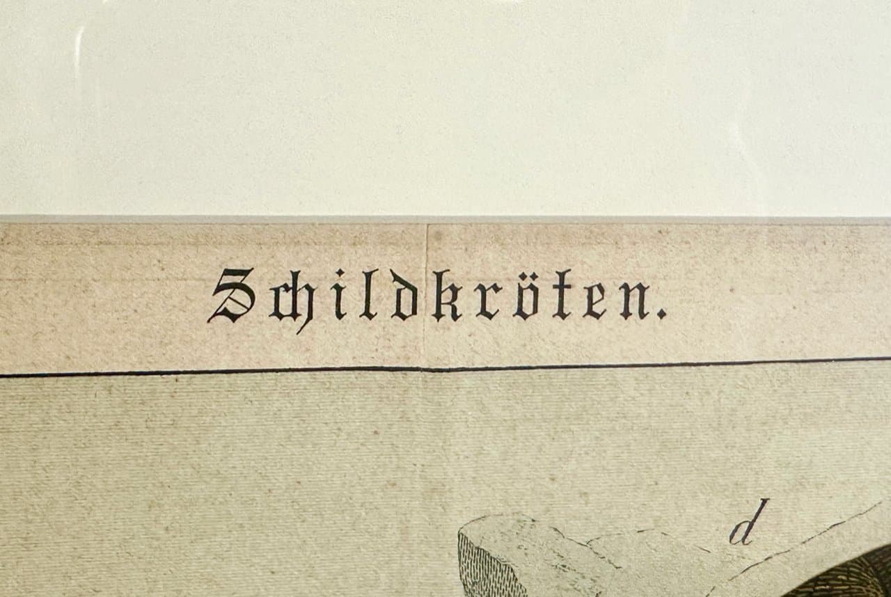 Grafika Turtles 55x45 cm, wielokolorowa, miedzioryt, aut. G.H. von Schubert, Niemcy, XIX w. - 151936