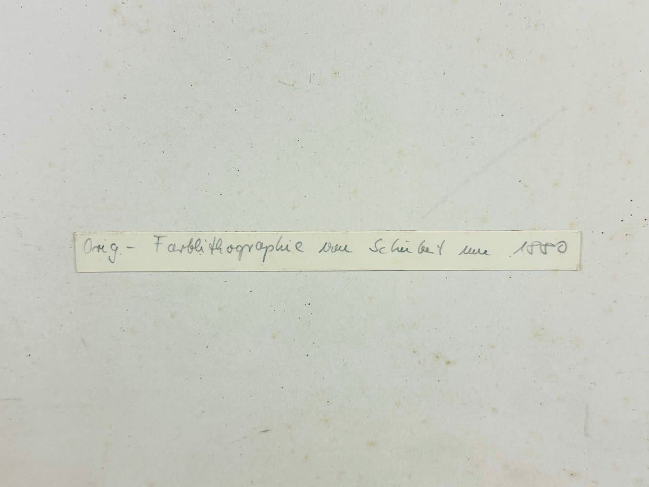 Grafika Turtles 55x45 cm, wielokolorowa, miedzioryt, aut. G.H. von Schubert, Niemcy, XIX w. - 151940