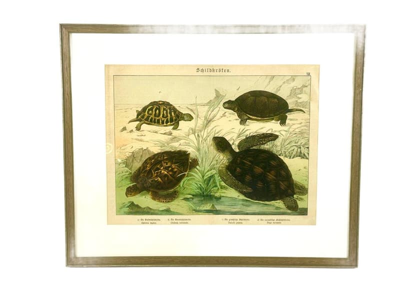 Grafika Turtles 55x45 cm, wielokolorowa, miedzioryt, aut. G.H. von Schubert, Niemcy, XIX w.