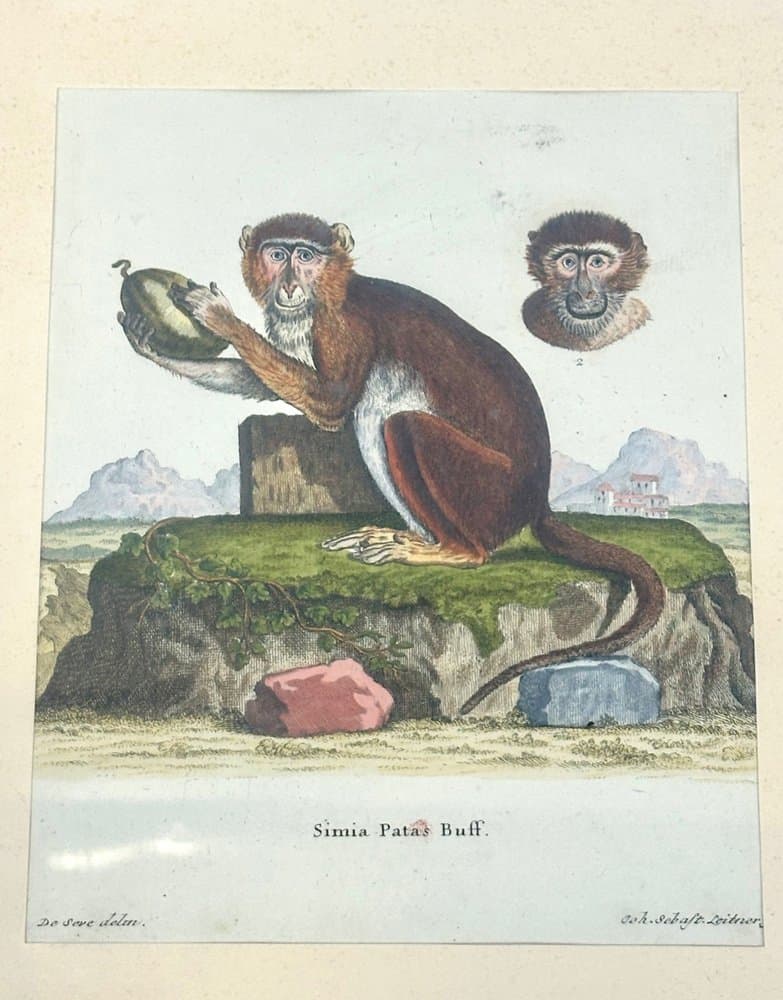 Grafika Monkey, multikolor, miedzioryt, aut. J.S. Leitner, Niemcy, XVIII w. - 153106