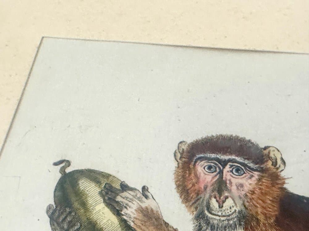 Grafika Monkey, multikolor, miedzioryt, aut. J.S. Leitner, Niemcy, XVIII w. - 153108